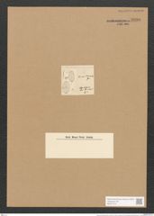 Cocconeis finnmarchica Grun. (de-Toni-Nr.: Genus 40, Species 1861) Zeichnungen Sammlung Grunow Nr. 3690 (NHMW-BOT-W0371314)